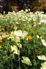 白い コスモス 秋桜 落ち着いた 花畑 紅葉