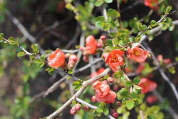 red berries on a bush