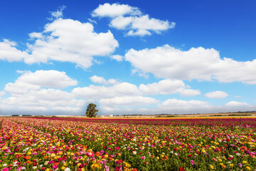 Fototapeta na wymiar Field of flowering garden buttercups