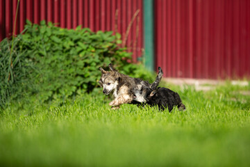 Two Beautiful and happy Powderpuff Chinese Crested puppies running in the grass