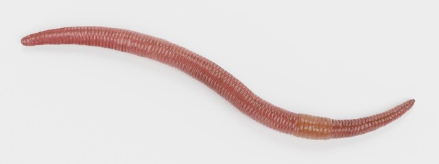 Realistic 3D Render of Earthworm