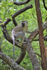 A vervet monkey on a tree branch in a national park in Zimbabwe 