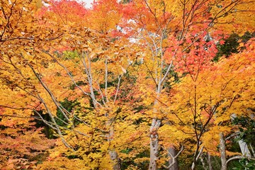紅葉
