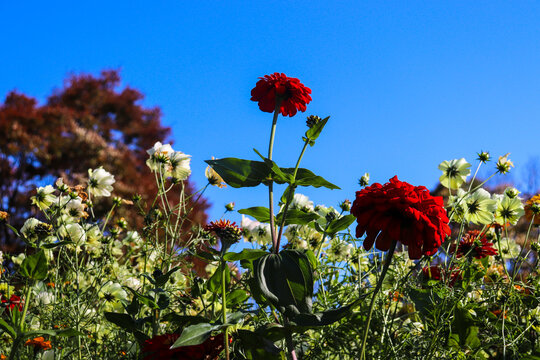 339 Best 秋の季語 Images Stock Photos Vectors Adobe Stock