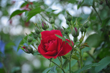 the red rose has bloomed, there are many buds around, which will also soon bloom in the garden