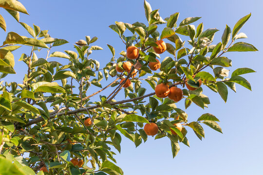 Ripe fruits of the persimmon tree hanging on the branches among the foliage. Israel