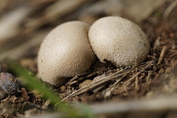 mushrooms