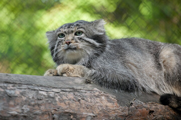 Naklejka na ściany i meble Pallas's cat (Otocolobus manul). Manul is living in the grasslands and montane steppes of Central Asia. Portrait of cute furry adult manul. Instinct to hunt