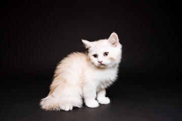 Fototapeta na wymiar white fluffy kitten on a black background, purebred cat sitting still, white kitten, cute charming kitten, pet