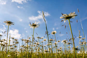 spring daisy flower field, countryside landscape, season specific natural scene