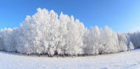 landscape with snow-covered trees and clear blue sky, panoramic winter landscape