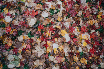 colorful autumn leaves background texture