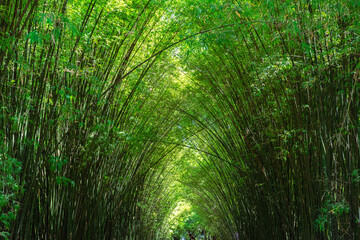 Fototapeta na wymiar Tall green bamboo tunnel in bright sunlight