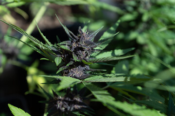 Naklejka na ściany i meble Plantas de cannabis cultivo de exterior, producción de CBD medicinal para la salud. Flores purpuras y brotes verdes grandes.