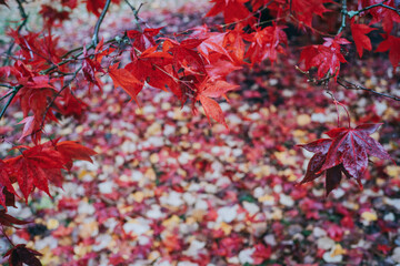 red maple leaves