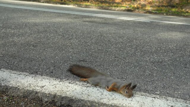 Death of wild animals on the roads. A dead squirrel lies on the road, just been killed by a car.