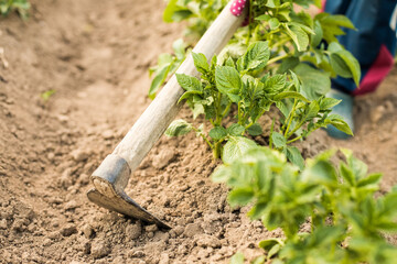 Close Up Of Plants Of Potato With Hoe On Potato Field In Summer.