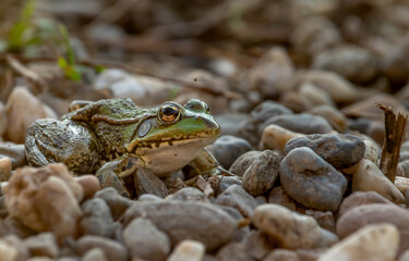 A beautiful green lake frog stands on the rocks. A portrait of a frog with incredible black and yellow patterns and mystical eyes that reflect the entire environment.