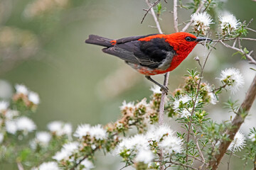 male scarlet honeyeater on white flower - kunzea ambigua - tick bush