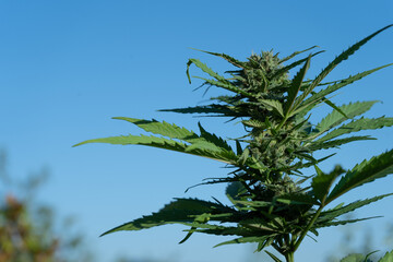 Planta de marijuana con fondo azul, cielo despejado, flores de cannabis y CBD medicinal, cosecha de exterior