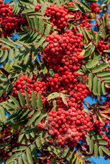 Rowan (Sorbus aucuparia) in park, Central Russia