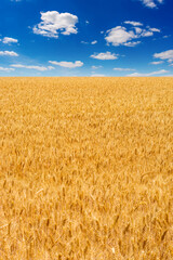 Photo of yellow wheat field with blue sky and clouds at summer
