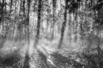 black and white image of a birch grove in the fog