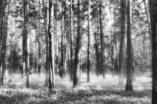 black and white photo of a forest in a fog