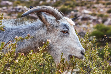 Obraz premium Photo of a goat in the valley landscape in the path to the Garganta del Diablo in Tilcara, Jujuy, Argentina. Quebrada de Humahuaca