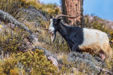 Photo of a goat in the valley landscape in the path to the Garganta del Diablo in Tilcara, Jujuy, Argentina. Quebrada de Humahuaca