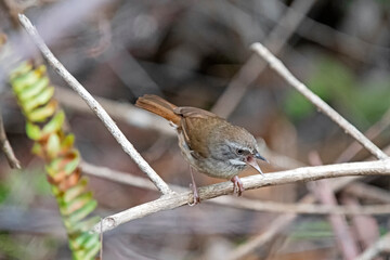 White-browed Scrubwren on a branch