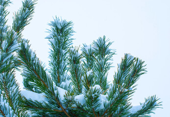 Photo of snowy christmas tree in winter