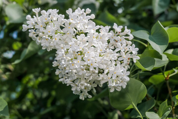 Common Lilac (Syringa vulgaris) in park, Central Russia