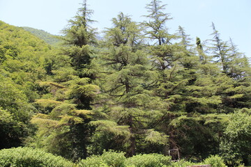 Fototapeta na wymiar pine trees in the forest