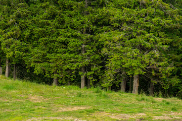 Obraz premium Beautiful evergreen pine trees in Bucegi Mountains, Bucegi National park