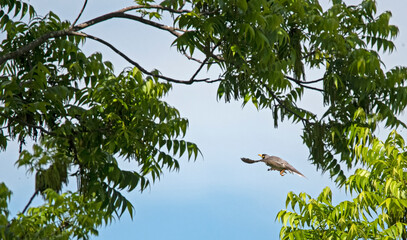 noisy minor in flight