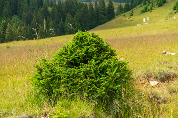 Beautiful evergreen pine trees in Bucegi Mountains, Bucegi National park