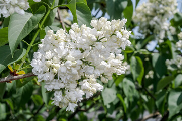 Common Lilac (Syringa vulgaris) in park, Central Russia