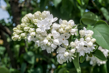 Common Lilac (Syringa vulgaris) in park, Central Russia