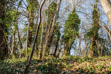Fototapeta premium Novi Sad, Serbia - December 06. 2020: Old poplar forest on the hill Fruska Gora in winter 