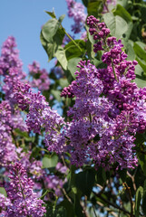 Common Lilac (Syringa vulgaris) in park, Central Russia
