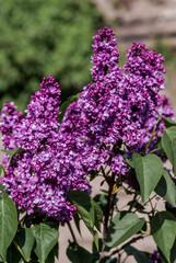 Obraz premium Common Lilac (Syringa vulgaris) in park, Central Russia