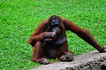 an orangutan eating carrot in the zoo
