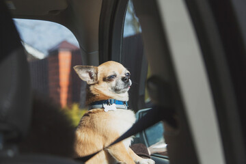 a small brown Chihuahua dog rides in the car in the arms of its owner and looks out the window 