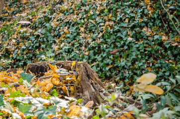 Novi Sad, Serbia - December 06. 2020: Old poplar forest on the hill Fruska Gora in winter 