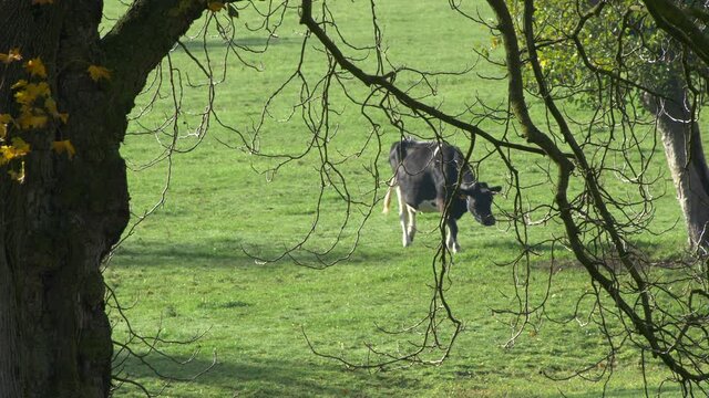 Medium shot free cow in the meadow. Bare branches frame in autumn. Slow motion 4K
