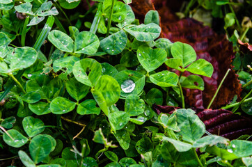 Top view of water drops on plant leaves