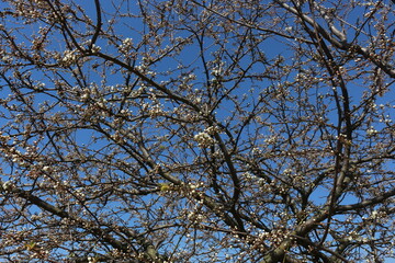 White flowers bloom on the branches of the cherry tree in early spring on a sunny day against a blue sky
