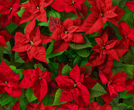 Red poinsettia Christmas flowers seamless pattern