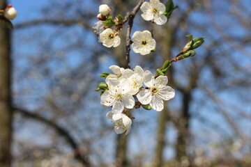 White flowers bloom on the branches of the cherry tree in early spring on a sunny day against a blue sky